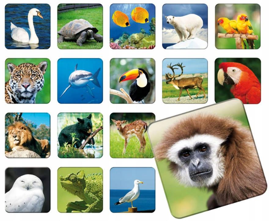 ЗОО АДАМИГО МЕМОРИ 7264