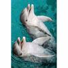 DIY 5D Полный дрель Алмазная картина Дельфин Луна Вышивка Крестом Мозаика Домашний Декор Подарок