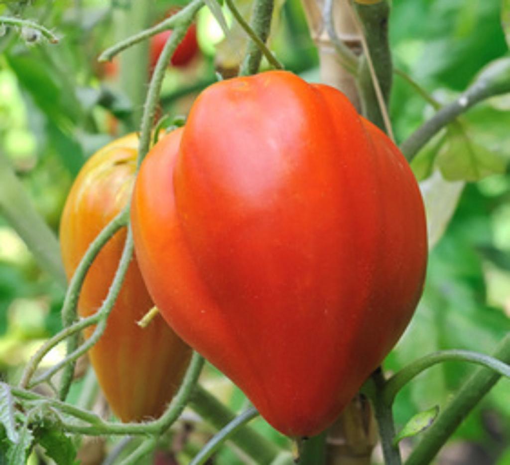35 Oxheart Tomato Seeds - Real Ancient Vegetable - Reproducible Peasant Seeds - Semi-Wild