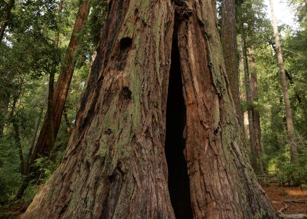 SAFLAX Прибрежное секвойя - 50 семян - Sequoia sempervirens