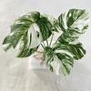 Realistic Leaf Monstera 7 Heads Greenery For Wedding Party Gifts Decor