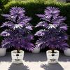 Purple Palm Branches Tree Realistic Faux Artificial for Halloween Christmas Indoor
