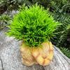 Цветочный горшок для кошек Реалистичные черты Горшок-плантатор в форме кошки Существо Садовый горшок Декоративное украшение Статуя кошки из смолы Горшок