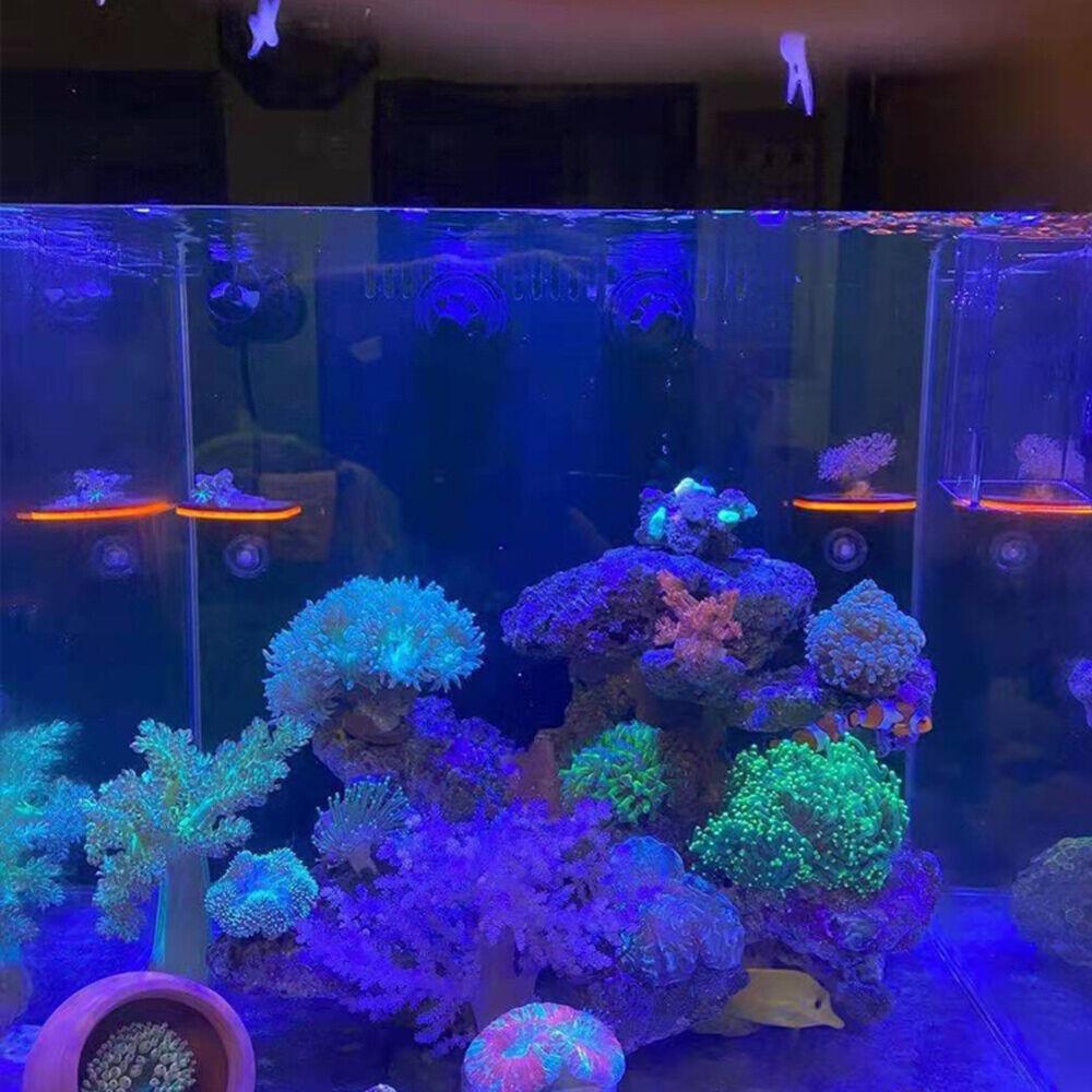 Присоска для аквариума с кораллами, акриловая подставка для кораллов, флуоресцентный кронштейн для фрагментов кораллов, держатель для кораллов