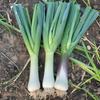 200 семян лука-порея