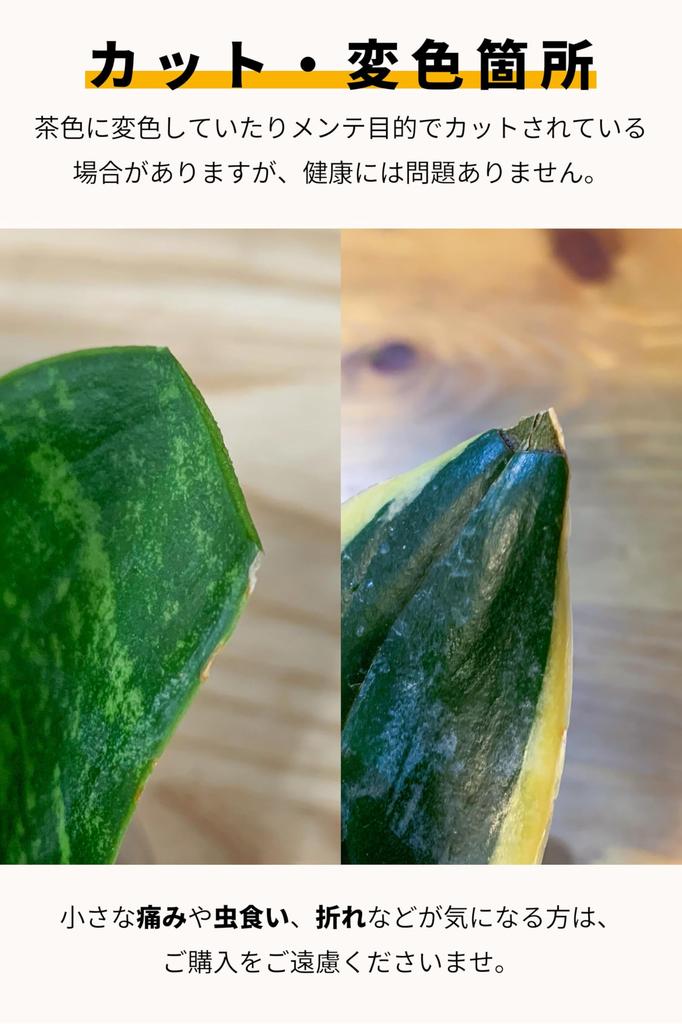 Подарочная коробка с сансевиерией, набор, коробка, которую можно подарить на День рождения, на свадьбу, на 60-летие, в качестве подарка. Настоящее комнатное растение, гидрокультура, мини.