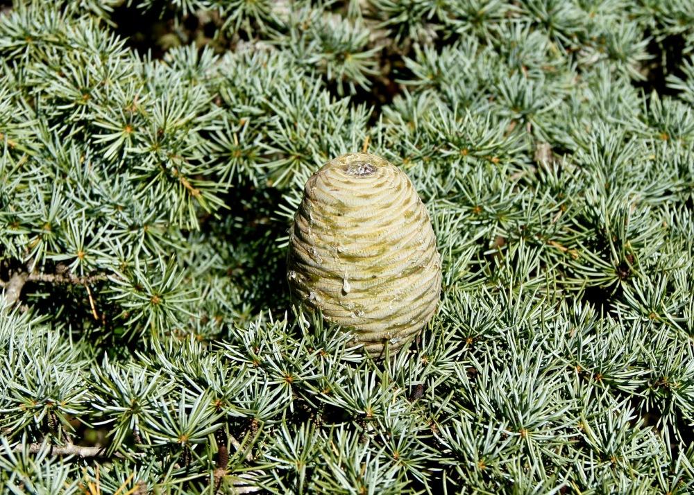 SAFLAX Ливанский кедр - 20 семян - Cedrus libani