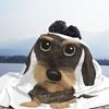 Жесткошерстный такса Милый жесткошерстный такса Собака Одеяла Мягкое фланелевое покрывало Плед для кровати Гостиной Пикника Путешествия