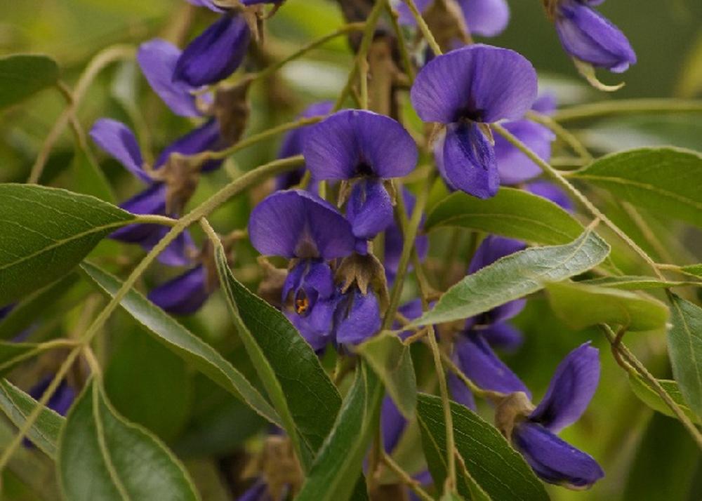 SAFLAX Дерево глицинии африканской - 15 семян - Bolusanthus africanus