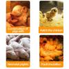 Hatch Chicken Reptile Habitat Lighting Heating Lamp Bulb Pet Brooder Lamp Breeding Bulb