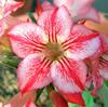 5 SEEDS OF ADENIUM OBESUM "Dance of Butterfly" Desert Rose - FRESH SEEDS