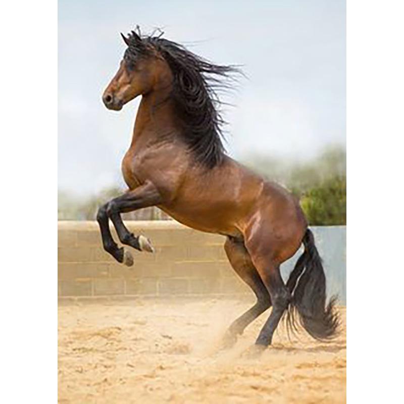 DIY Лошадь 5D алмазная живопись полная круглая дрель животное Алмазная вышивка наборы крестиков мозаика из бисера украшение дома подарок