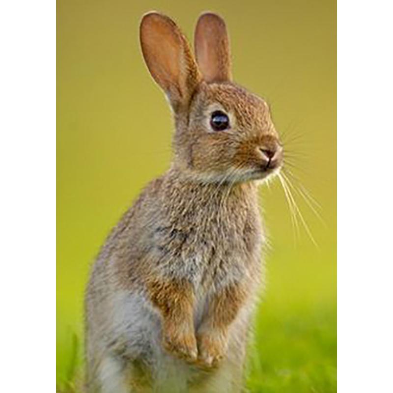 Кролик DIY 5D алмазная живопись полная круглая дрель животное живописная Алмазная вышивка набор крестиков настенное искусство домашний декор подарок