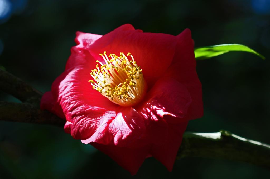 SAFLAX Чайное растение - 6 семян - С горшечным субстратом для лучшего выращивания - Camellia sinensis