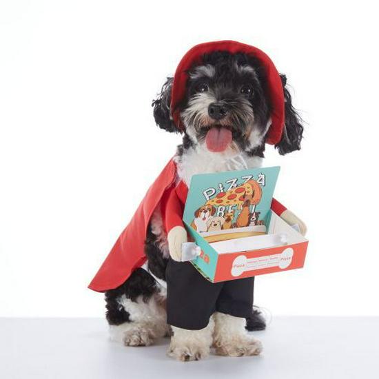 Funny Dog Halloween Costumes: Teddy Schnauzer Thor Transformation Outfit