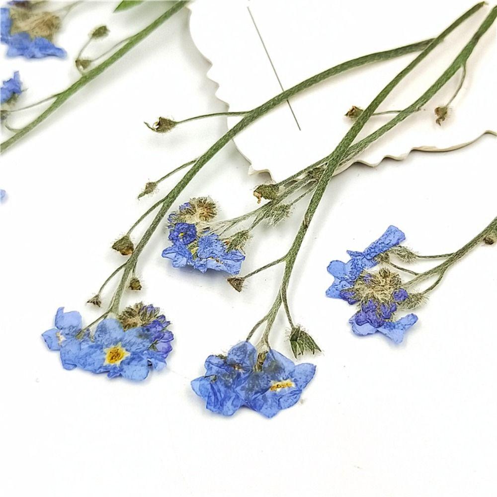 DIY Candle Making Card Jewelry Forget-Me-Not with Stem Pressed Flower Don't Forget Me Dried Flowers