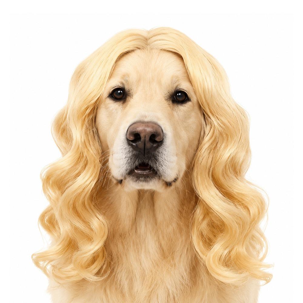 Black Twin Tails Pet Costume Wig Brown Curly Pet Hairpiece Funny Dog Wig Festival Dress-Up