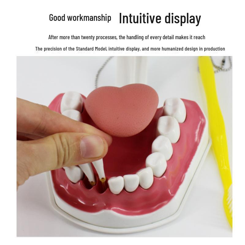 Children's Dental Teaching Aid: Tooth Brushing Toy Model