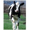 Алмазная картина Корова 5D Алмазная картина Набор для вышивки крестом Алмазная картина Полная дрель