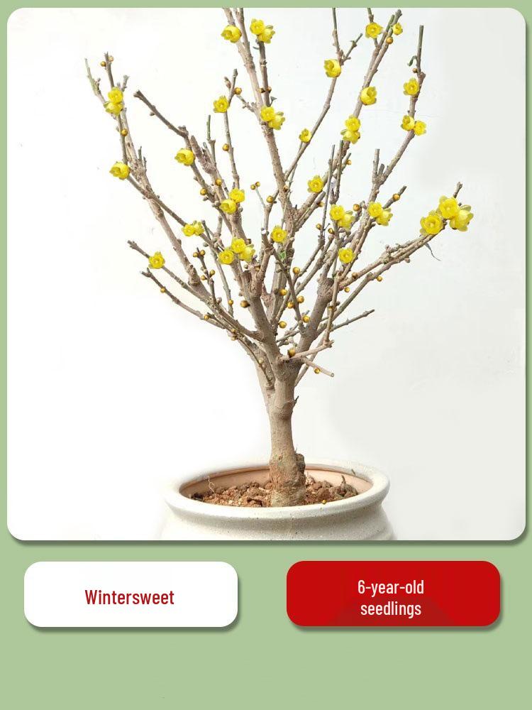 Cold-Resistant Winter Jasmine Bonsai with Old Trunk for Indoor or Balcony Decor - Red & Green All Season