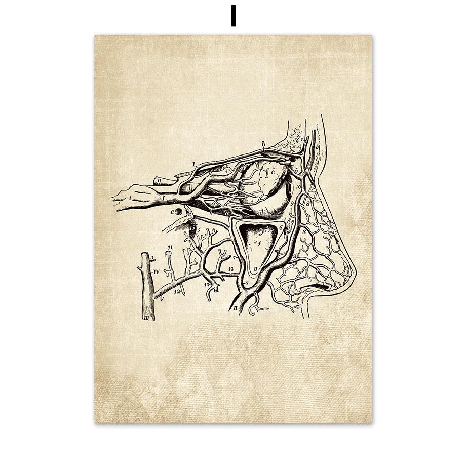 Постеры на скандинавскую тему и принты, настенная живопись на холсте, Анатомия, скелет, винтажные настенные панно для больницы, доктора, офисного декора