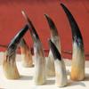 Natural Genuine Horn Ornaments Single Yellow Single Horn of Africa