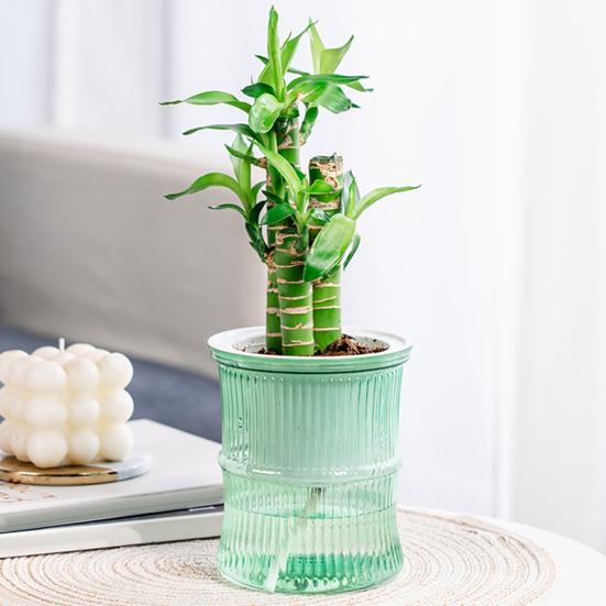 Самополивающийся кашпо для цветов с резервуаром, дренажными отверстиями, прозрачным бамбуковым дизайном, горшок для растений для африканской фиалки, суккулентов