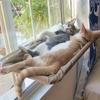 Super Soft Cat Window Hammock | Comfortable Cloud Cat Seat with Durable PP Material, Safety Mount, , Ideal for Sunbathing and Relaxing, Pet Accessory
