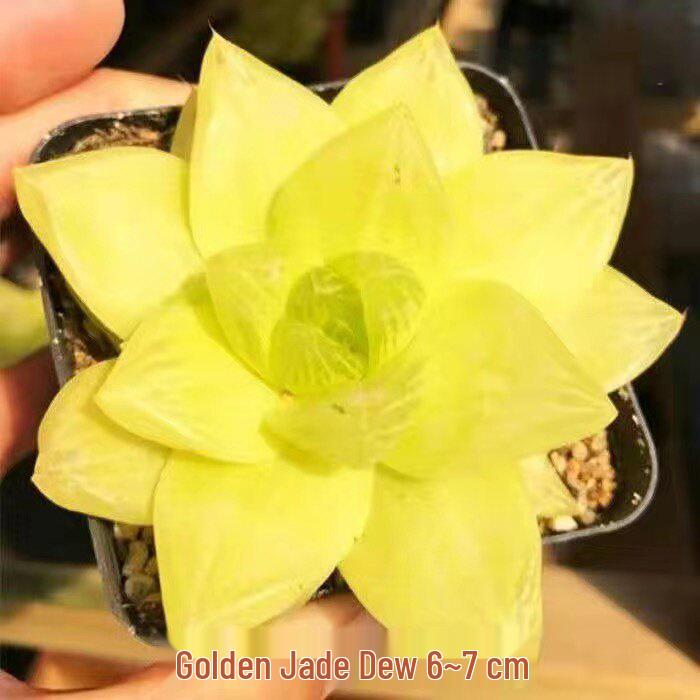 Crystal Succulent Set: Haworthia Genus Green Potted Plants for Newbies