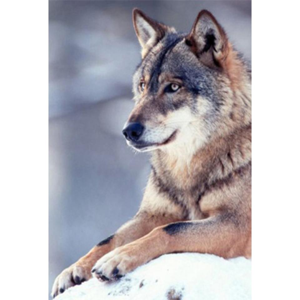 5D DIY алмазная живопись горный хрусталь животное полная алмазная вышивка волк художественная картина мозаика набор для вышивки крестом украшение дома подарок