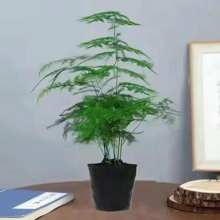 Pre-owned Fengwen Bamboo Indoor Potted Plant – Year-round Green Bonsai for Easy Care in Living Rooms or Offices.