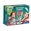 Anatomy. Clementoni 50697