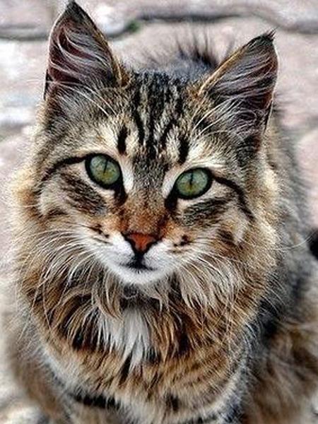 Алмазная картина Кот 5D DIY Алмазная вышивка Распродажа Вышивка крестиком Животные Стразы Мозаика Комплект украшения дома