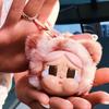 POP MART CRYBABY Wild but Cutie Series Plush Pendant Figure 1pc