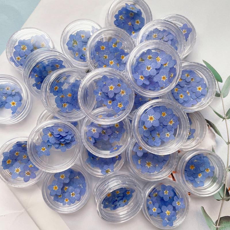 Mini Pressed Forget-Me-Not Flower Pack - Real Dried Flowers for Nail Art & Resin DIY