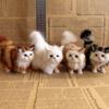 Simulation Cat Ornament Realistic Plush Kitty Toy Faux Fur Animals Model Furry Cat Doll Gift