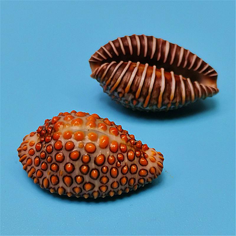 Редкий натуральный экземпляр раковины каури для аквариума или средиземноморского домашнего декора