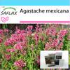 Подарочный набор - Мексиканский гигантский иссоп - 50 семян - С подарочной коробкой, карточкой, этикеткой и субстратом для горшков - Agastache mexicana