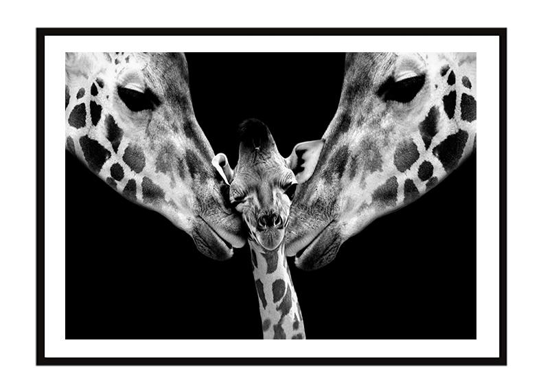 Obraz plakat w ramie 33x43 cm żyrafy p2257