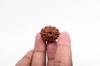 Natural 10 Mukhi Rudraksha Bead – Nepali Origin | Energized Bead for Spiritual Strength, Shielding & Divine Blessings | Organic & Lab Certified