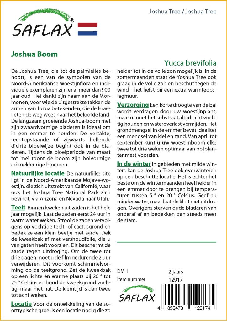 SAFLAX Дерево Джошуа - 10 семян - Юкка коротколистная