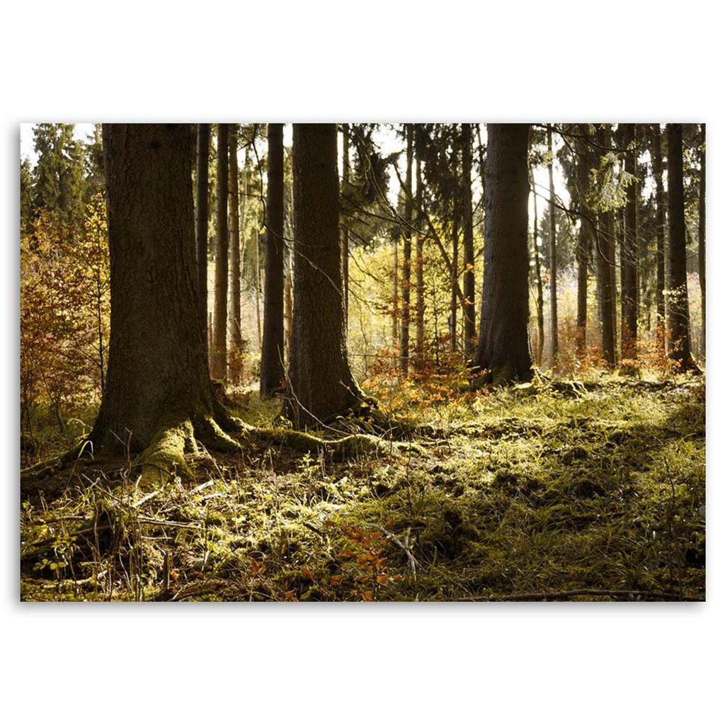 Canvas print, Forest Misty landscape