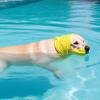 Dog Shower Cap with Transparent Visor Waterproof Pet Ear Protection Bath Hat Adjustable Head Cover for Kitten Puppy Small Medium Dogs Cats