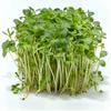 400 Garden Cress Seeds - Semi-Wild Permaculture