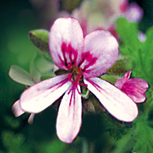 YARD REMEDIES Ароматный лосьон для тела Крем для тела 200 мл NEAL'S (Эмульсия для тела)