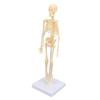 Human Skeleton Model Articulated Joint Removable Exquisite Craft Anatomy Human Body Skeleton Model for School Education Holiday Decoration