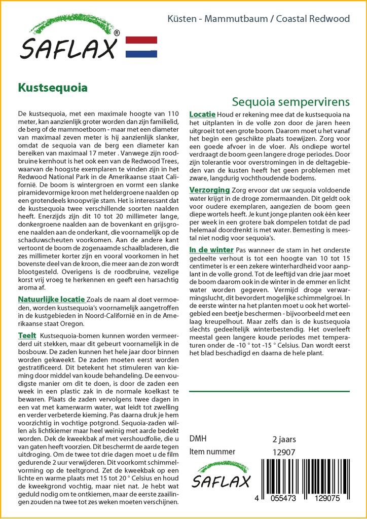 SAFLAX Прибрежное секвойя - 50 семян - Sequoia sempervirens