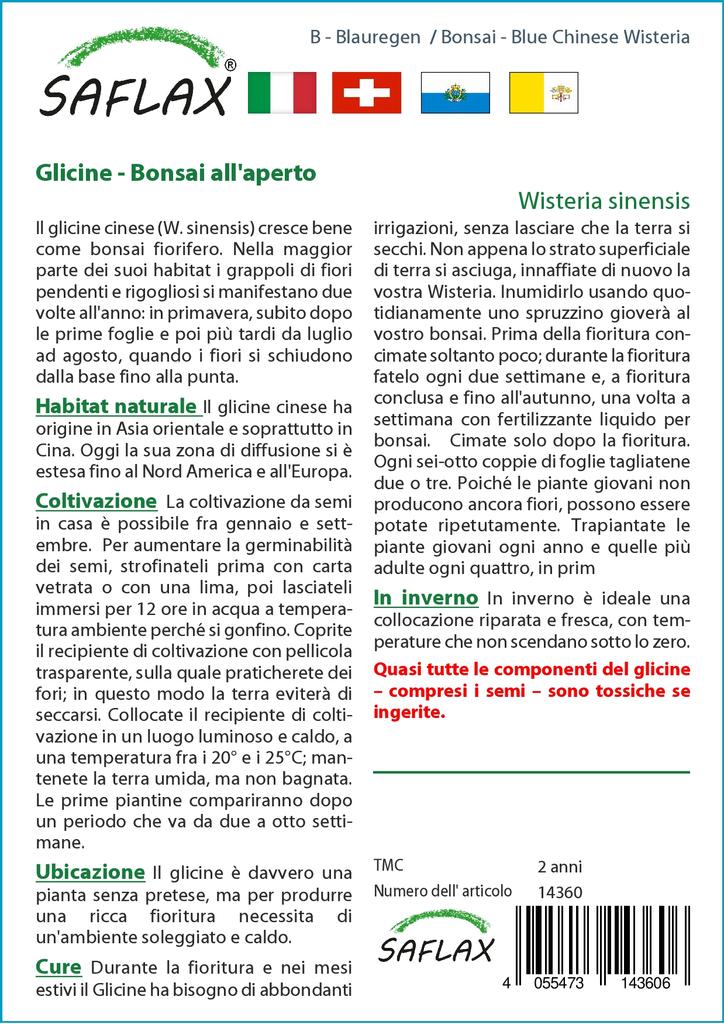 SAFLAX Garden in the Bag - Бонсай - Глициния китайская голубая - 4 семени - С субстратом в подходящем пакете - Wisteria sinensis