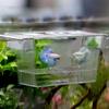 Aquarium Fish Tank Breeding Acrylic Aquarium New Breeder Isolation Box