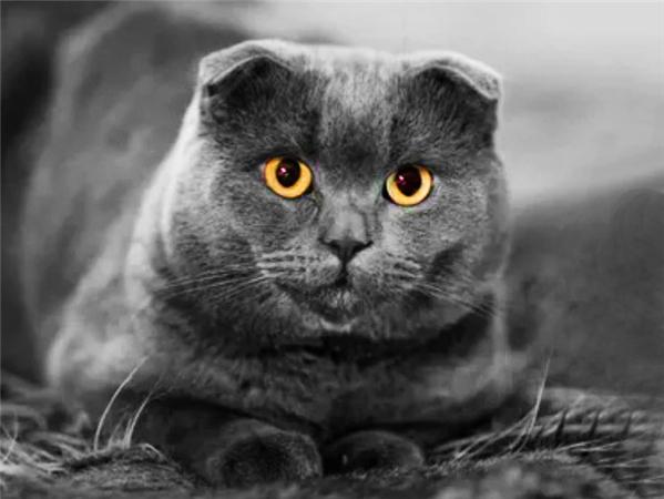 5d Diy Алмазная картина Новая коллекция Кошка Вышивка Мозаика Русская Голубая Животное Квадрат/круглый Домашний Декор